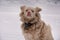 Albino dog in snowy landscape