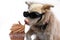 Albino dog with sunglasses eats cupcake