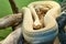 Albino Eastern diamondback rattlesnake