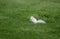 Albino eastern gray squirrel