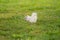 Albino eastern gray squirrel