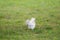 Albino eastern gray squirrel