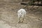 Albino eastern grey kangaroo