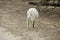 Albino eastern grey kangaroo