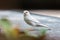 Albino Eurasian Tree SparrowAlbino