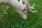 Albino fallow deer grazing