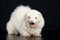 Albino ferret