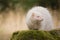 Albino ferret on location of forest footpath posing for portrait