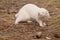 Albino ferret on location of forest footpath posing for portrait