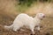 Albino ferret on location of forest footpath posing for portrait