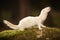 Albino ferret posing in forest on moss for portrait