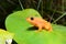 Albino frog on on a branch.