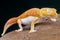 Albino gecko / Nephrurus levis pilbarensis