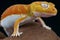 Albino gecko / Nephrurus levis pilbarensis