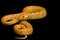 Albino Gopher Snake