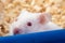 Albino hamster with arrow name, curious animal. selective focus