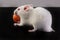 Albino hamster with arrow name eating carrot. selective focus