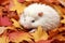 an albino hedgehog curled up in autumn leaves