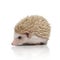 Albino hedgehog lying down and looking aside curious