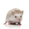 Albino hedgehog with white fur standing and looking at camera