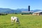 Albino Holstein Calf in Valley Pasture