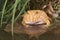 Albino horn frog (ceratophrys cranwelli)