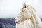 Albino horse with eyes blue