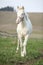 Albino horse with pink halter