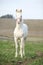 Albino horse with pink halter