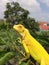 Albino iguana