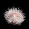 Albino indian crested Porcupine baby on black backgrond