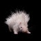 Albino indian crested Porcupine baby on black backgrond