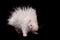 Albino indian crested Porcupine baby on black backgrond