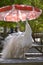 Albino Indian Peafowl