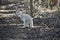 Albino joey kangaroo