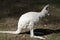 An albino joey kangaroo