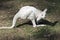 An albino joey kangaroo