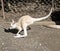 The albino joey kangaroo is moving quickly