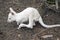 Albino joey wallaby