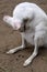 Albino Kangaroo