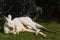 Albino Kangaroo Dozing