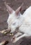 Albino kangaroo eating a leaf