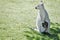 Albino kangaroo and its little