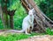 Albino kangaroo or Wallaby with red eyes