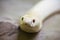 Albino king cobra is looking