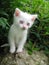 Albino kitten