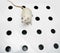Albino laboratory rat looking on hole board
