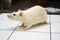 Albino laboratory rat looking on open field board