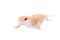 Albino Leopard Gecko on a white background