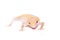 Albino Leopard Gecko on a white background